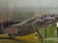 Our slender lungfish, daily supervising our work
